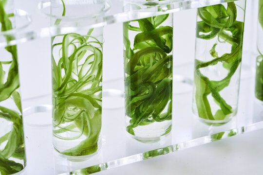 Seaweed and marine product compliance